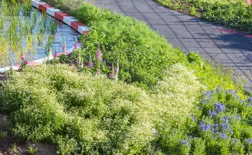 Over 30 different species were planted i