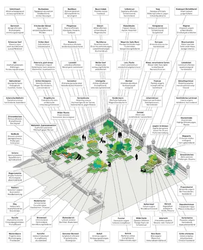 The different plant species used in the 