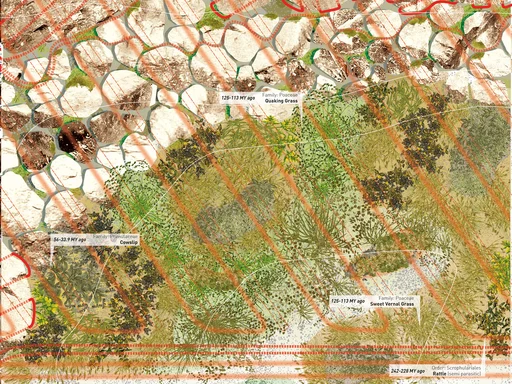 Flora layer of the northern part (© Ooz