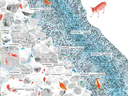 Fauna layer of the southern part (© Ooz